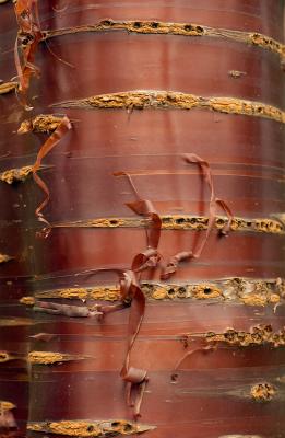 birch bark cherry