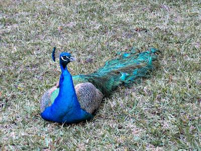 Peacock on Longboat Key