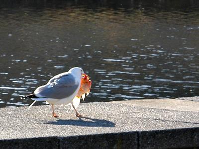 Gull eats Goldfish