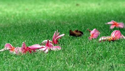 Abandoned flowers, and a leaf part 1