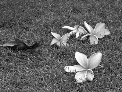Abandoned flowers, and a leaf part 2