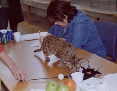 The toy took much of Simbas attention on the table :)