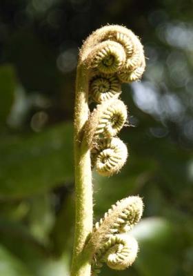 Fern Frond