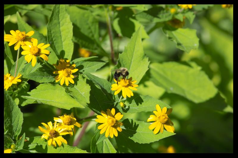 Busy Bee