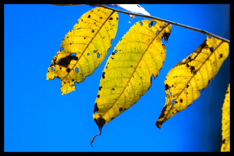 Leaf In the Sky