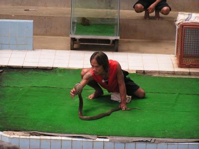 snake man going after a cobra