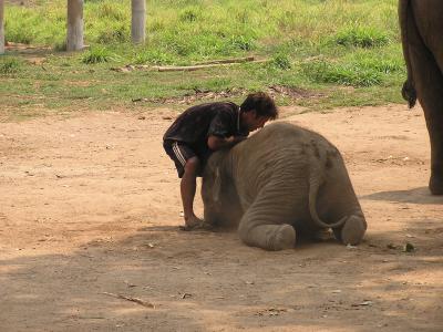 a mahoot wrestling with a baby elephant