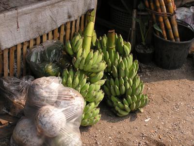 elephant food