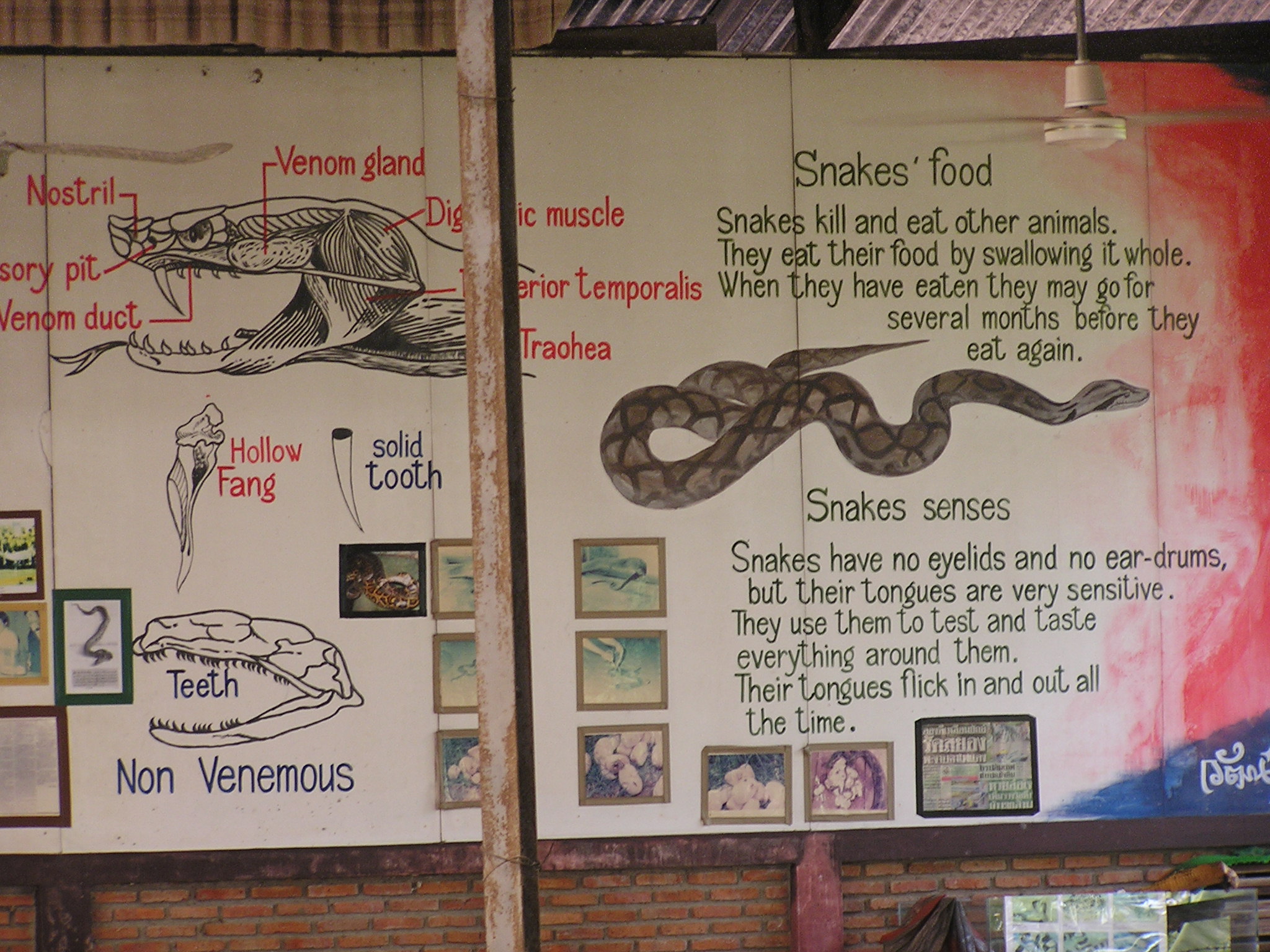 snake info