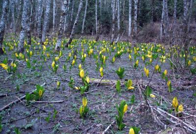 Bedal Mt. 04/03/2004