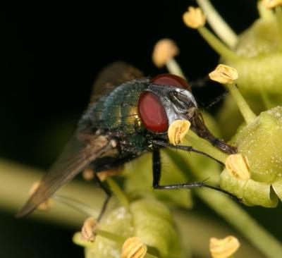 CRW_1482_RJ.jpg