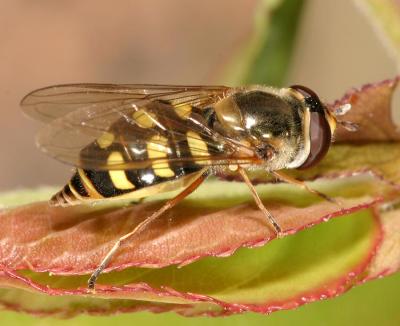 Various Fly Macros