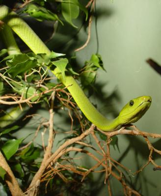 Green-Mamba.jpg
