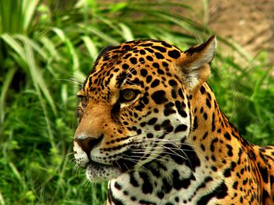 Jaguar2---FW-Zoo.jpg