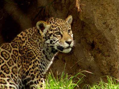 Jaguar-Cub.jpg