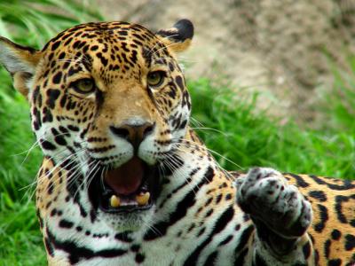 Jaguar.jpg