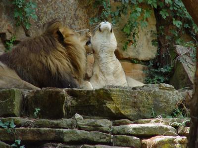 Lions.jpg