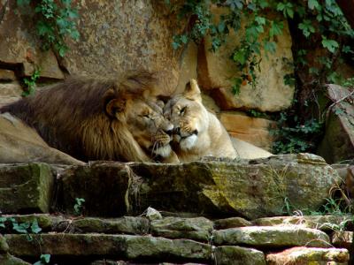 Lions2.jpg