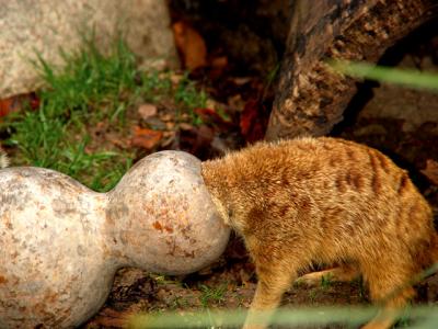 MeerKat.jpg