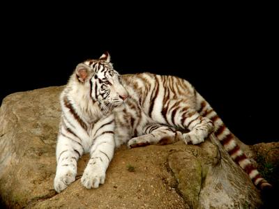 White-Tiger-3.28.2004.jpg