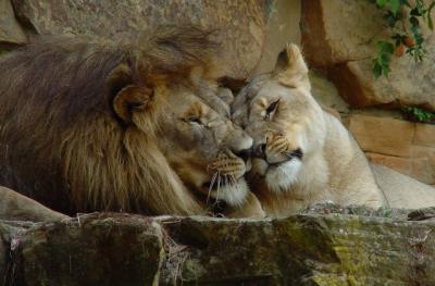 Lions.2.jpg