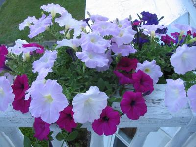 My Balcony
