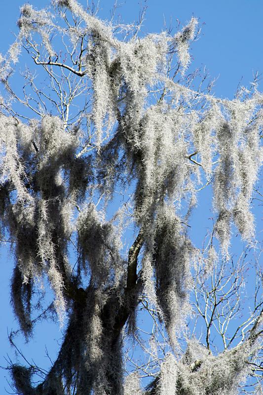 Spanish moss