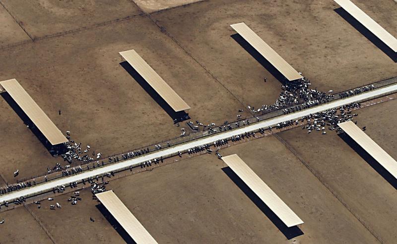 Intensive farming, California