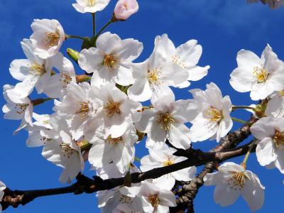 First morning - sunshine and flowers