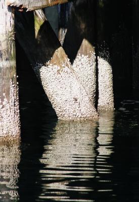 Piles