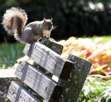 Squirrel on a bench