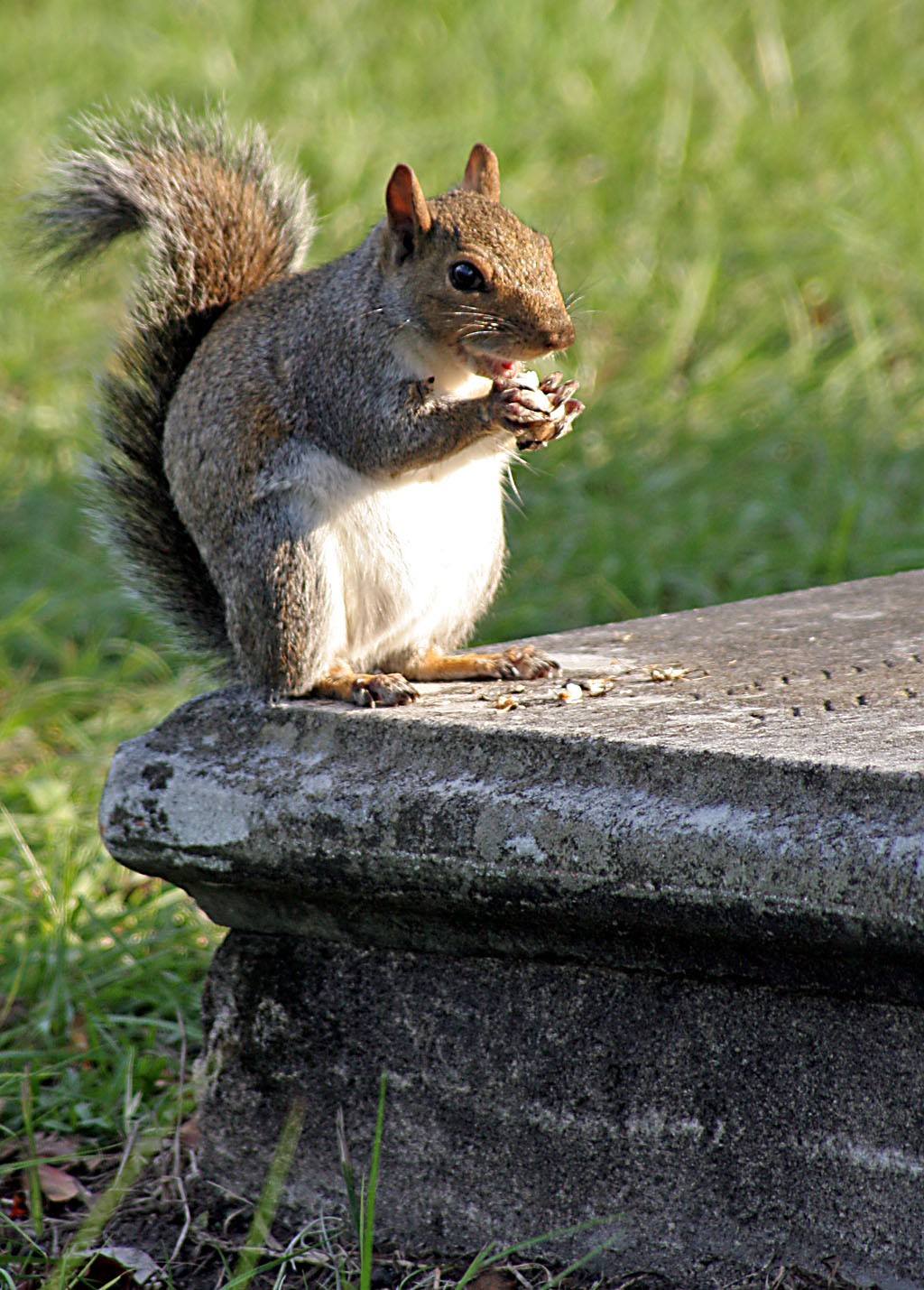 Squirrel on a tomb