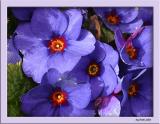 March 29 2004:<br> Next Doors Flowers