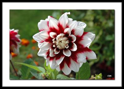 Dahlia