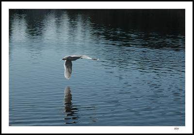 Gull in flight