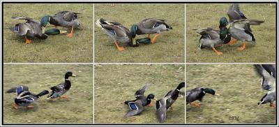 Duck fight !