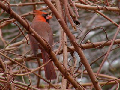 Cardinal Rules