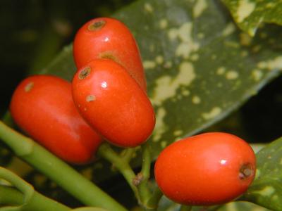 Acuba Berries