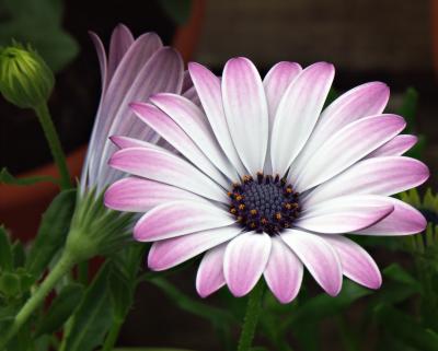 Floating daisy