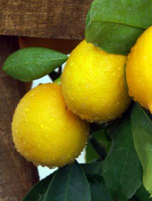 Rainy Lemons.jpg