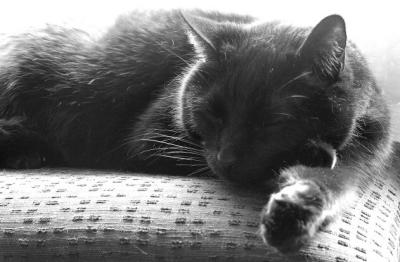 let sleeping kitty lie