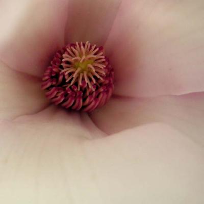 tulip tree closeup