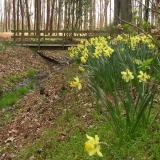redwing park