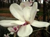 tulip tree bloom