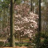 tulip tree