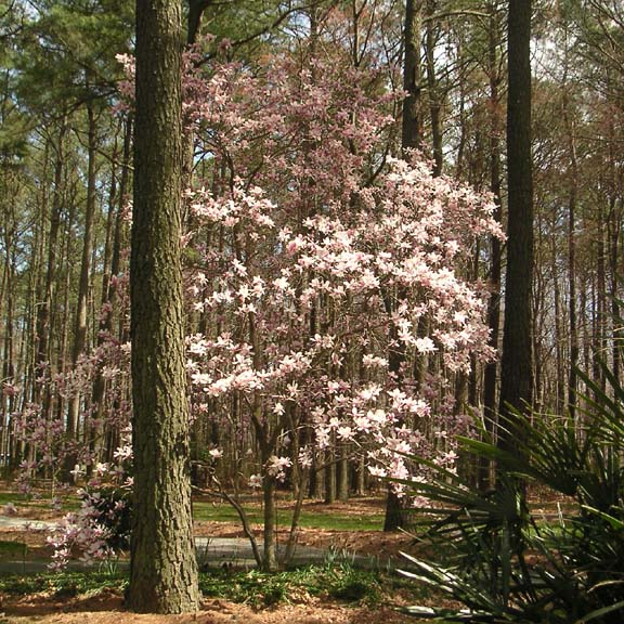 tulip tree