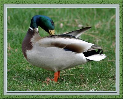 Drake Mallard Duck