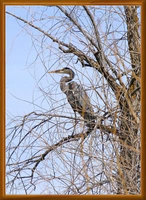 Great Blue Heron