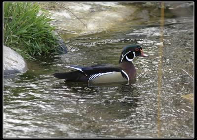 Drake Wood Duck