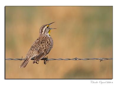 Western Meadowlark